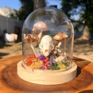 Mink skull oddity glass dome